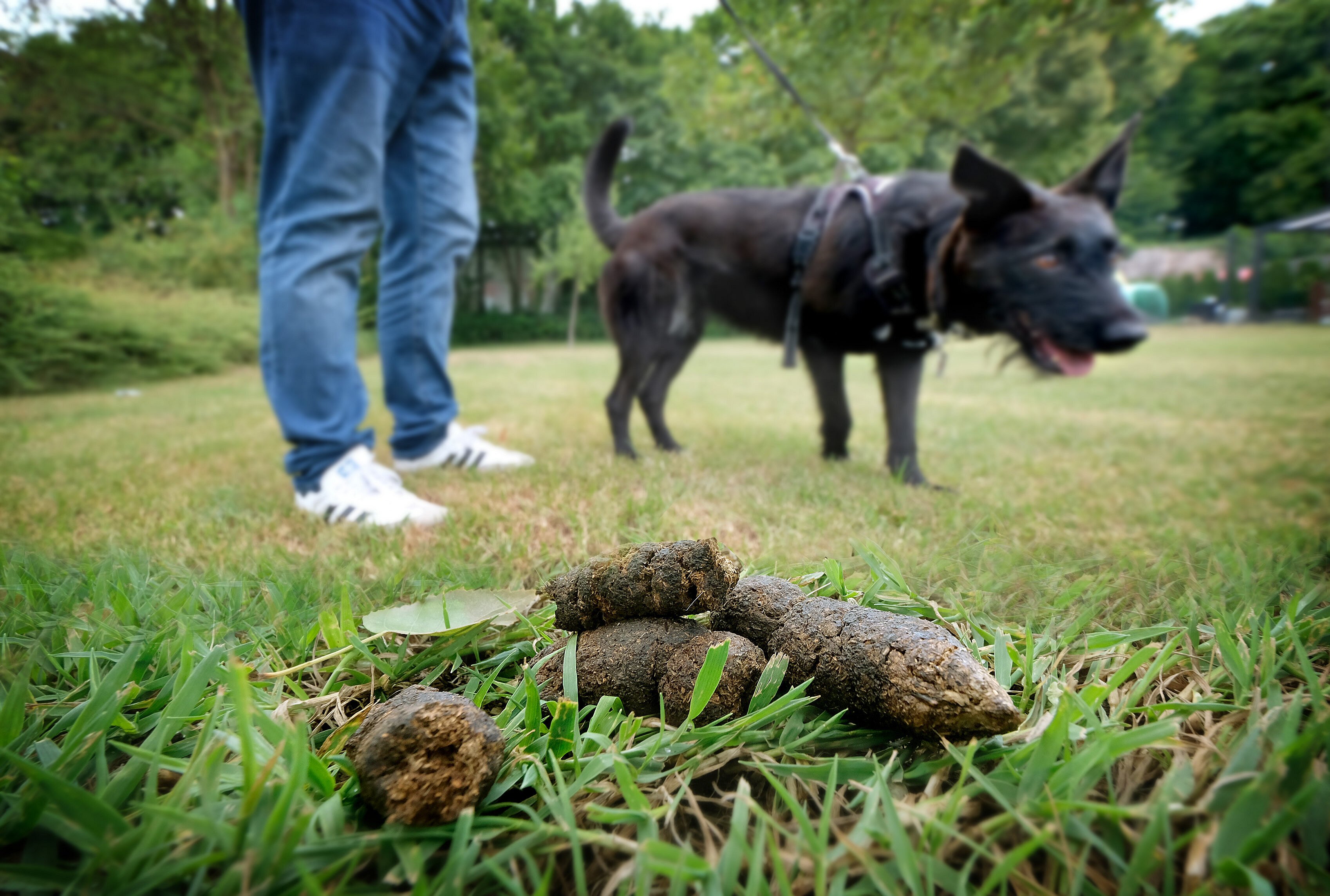 Hundekot auf Bielefelder Gräbern: So reagieren die Halter der Tiere bei Ansprache