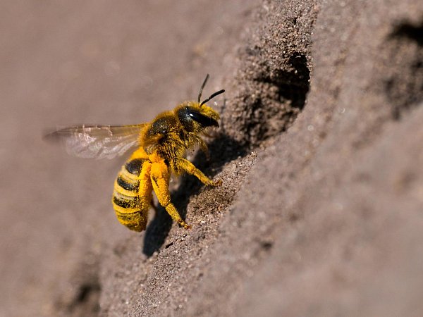 Ist aus Süddeutschland nach OWL eingewandert: Die Gelbbindige Furchenbiene. - © Ch. Venne