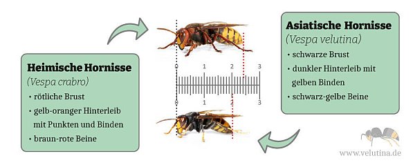 Die Asiatische Hornisse ist etwas keiner und dunkler als die europäische. - © Landesamt für Natur, Umwelt und Verbraucherschutz NRW