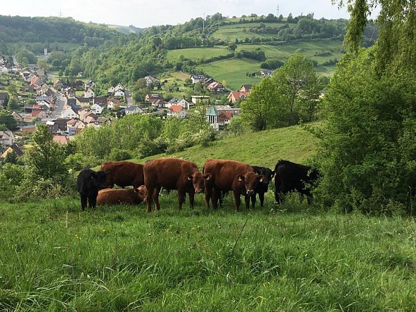 Hier ist ein Teil der Herde von Familie Nübel in Dalhausen auf der Weide zu sehen. - © Lisa Nübel