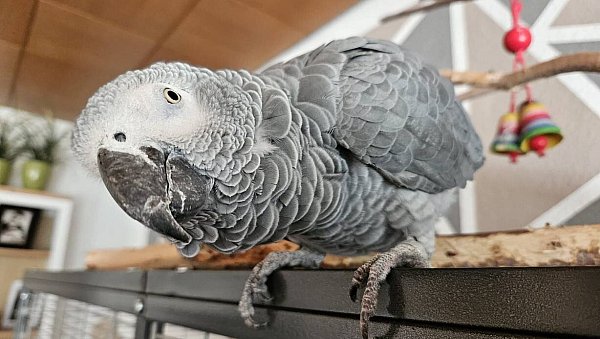 Vier Tage lang war Graupapagei Pascha auf Abwegen. - © Andrea Kuhn