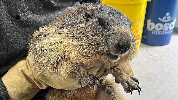 Das Bünder Tierheim kümmerte sich um ein Murmeltier. - © Tierschutzverein Herford