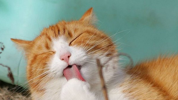Es gibt unzählige Gründe, warum Katzen besser als Hunde sind. Zum Beispiel sind sie selbstreinigend. Da verzeiht man den Zeitaufwand vom Katzenklo säubern gern. - © Pixabay