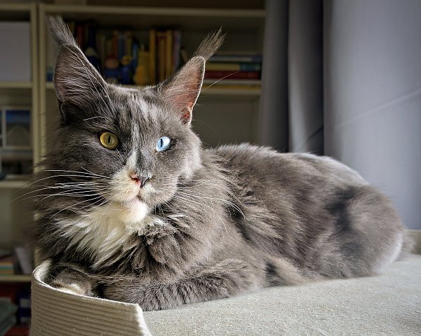 Der Schwarz-braun- und grün-gelb-äugige Maine Coon Kater Odin schnüffelt gerne herum – fast so wie ein Hund. - © privat