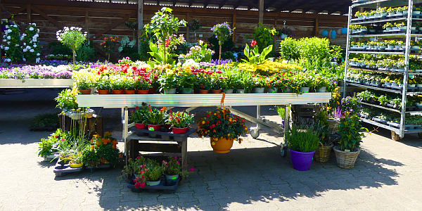 Die Pflanzenabteilung bietet eine große Auswahl an saisonalen Blumen, Kräutern, Sträuchern und Bäumen für den heimischen Garten.  - © Raiffeisen-Markt Lichtenau