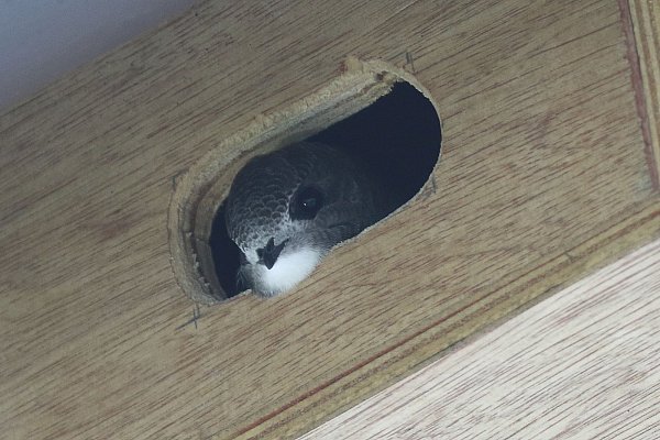 Das kommt ihm komisch vor: Mauersegler fliegen normal immer. - © Andreas Schäferling