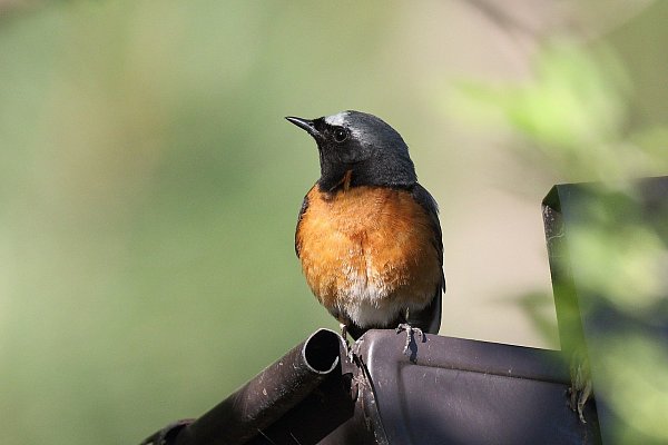 Roter Gartenvogel: Der Gartenrotschwanz ist sehr auffällig.