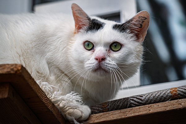 Der leicht mürrische Blick täuscht: Marcus ist ein sehr zutraulicher Kater. - © STEFAN DERSCHUM