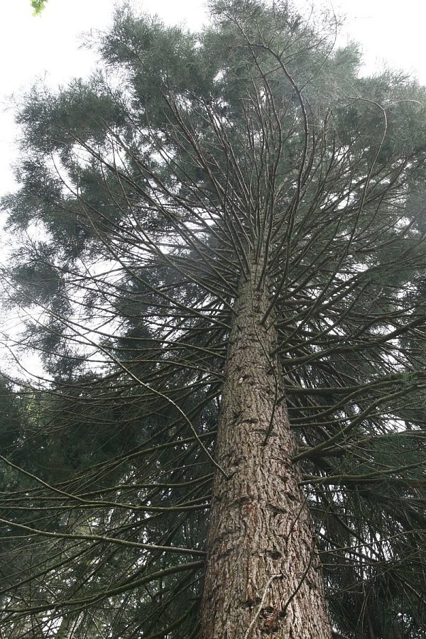 Mammutbaum: Die Krone des knapp 50 Jahre alten "Sequoia" wird immer mächtiger. - © Karin Wessler