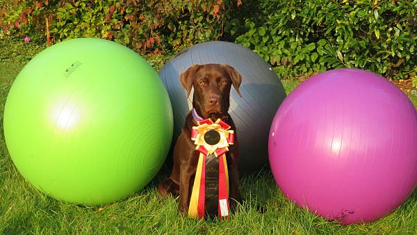 Labrador "Honey" ist deutsche Meisterin im Treibball nw.de