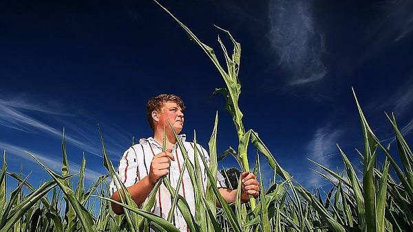 Kümmerlicher Mais macht Bauern Sorge | nw.de