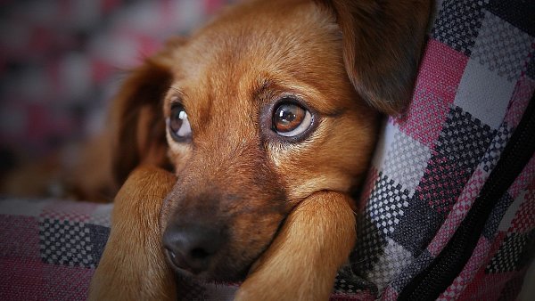 Zum Heulen Das sind die traurigsten Hundewelpen im Bielefelder