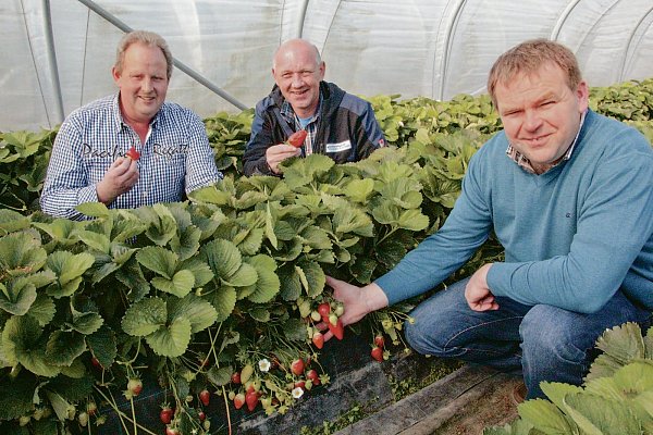 Im Folientunnel: (v. l.) Willi Große Wächter vom Hof Große Wächter, Ulrich Bußmann, Landwirtschaftskammer NRW und Peter Aschof vom Hof Aschof.