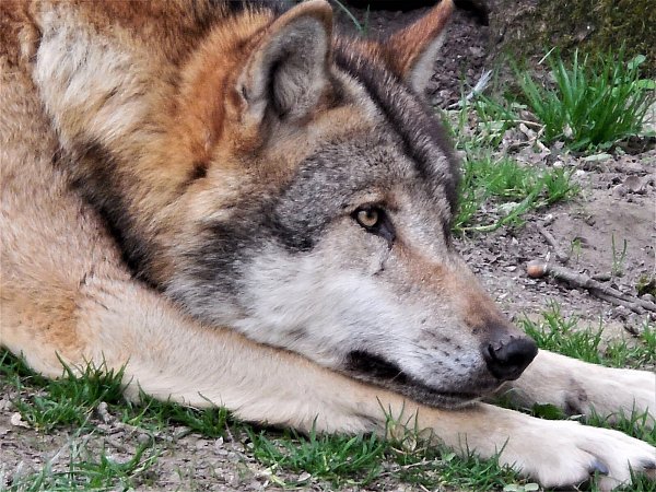 Die Wölfen im Tierpark Sababurg. - © Simone Flörke