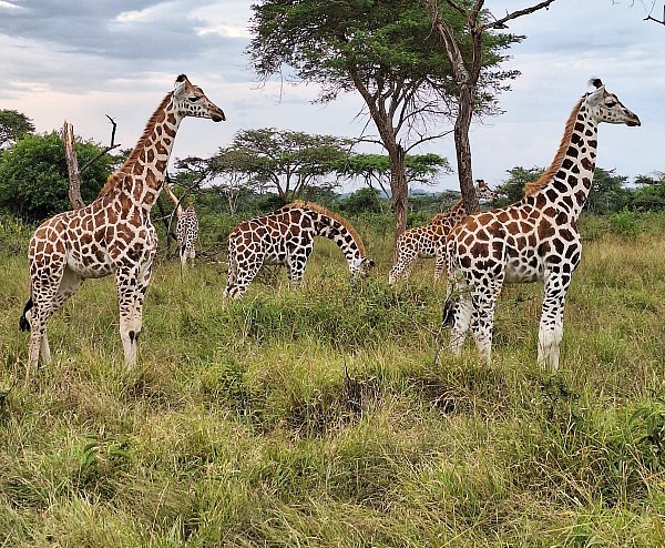 Giraffen in freier Wildbahn: In Uganda können Urlauber eine Vielzahl an unterschiedlichen Tierarten entdecken. - © Privat