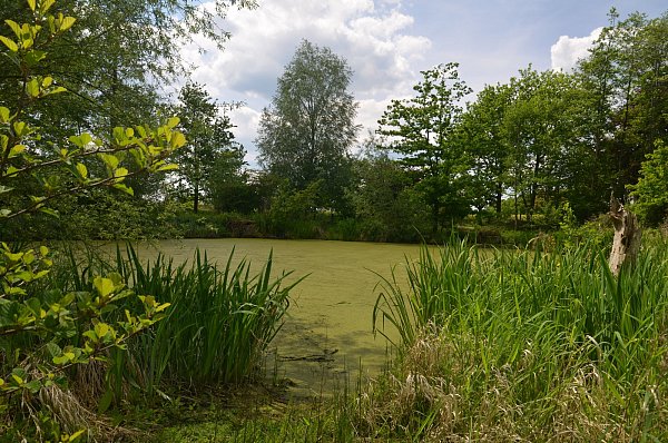 Lauschig: Auch die sogenannte „Entengrütze“ fühlt sich auf den Röteteichen wohl. - © Mareike Patock