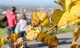 Tipps für die Herbstferien: Ausflugsziele für Familien im Kreis Paderborn