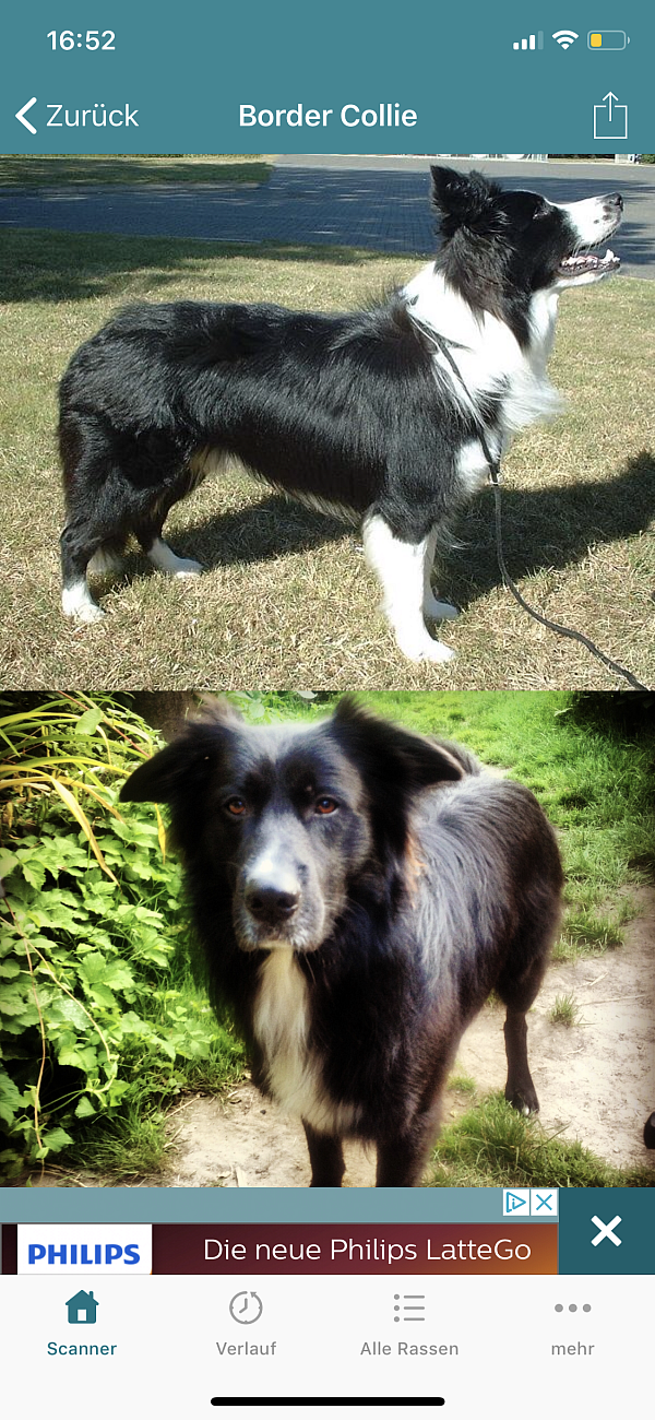 Die App vergleicht hunderte Fotos und die internationalen Rassestandarts und gibt dann eine prozentuale Wahrscheinlichkeit für eine Rasse heraus. Auch mehrere Rassen können möglich sein und mit unterschiedlicher prozentualer Gewichtung angezeigt werden. - © Dogscanner