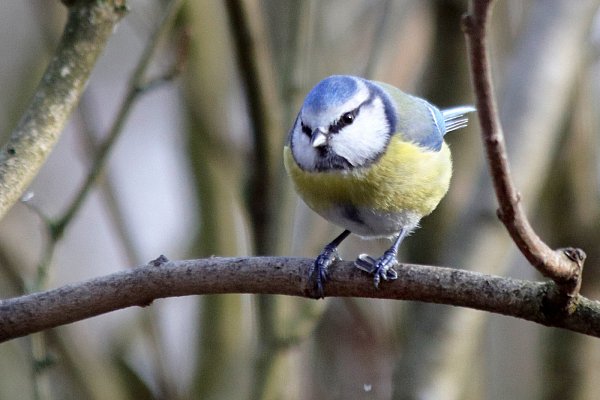 Der Blaumeise soll bei der diesjährigen Zählung besondere Aufmerksamkeit geschenkt werden. - © Martin Düsterberg