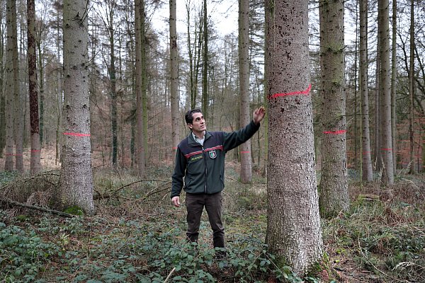 Rot markierte Bäume sind so krank, dass Förster Timur Beck sie eigentlich fällen lassen würde. Doch sie bleiben nun dort stehen, wo sie keine Gefahr für Menschen auf den Waldwegen darstellen. - © Frank-Michael Kiel-Steinkamp