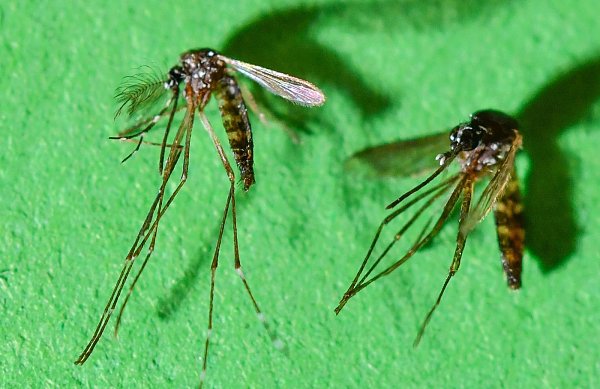 Die Asiatische Tigermücke Männchen (l.), Weibchen (r.). - © picture alliance / Patrick Pleul