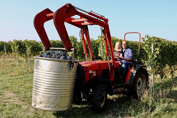 Auch im Weingut packt die ganze Familie bei der Ernte mit an.