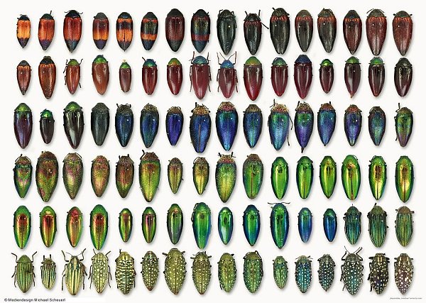 Bio-Diversität: Die Vielfalt des Lebens lässt sich manchmal nur im Tod darstellen - wie auf dieser Ansicht des Naturkundemuseums Berlin. - © MfN