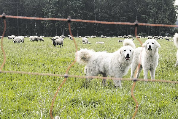 Sie sind ein guter Schutz gegen Wolfsangriffe: Herdenschutzhunde stehen bei Schäfern in NRW hoch im Kurs. Denn sie erhöhen die Sicherheit für Vieh, zum Beispiel Schafsherden. Sie sind besonderen Risiken ausgesetzt. - © NABU/Anette Wolff