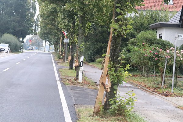 17 Bäume sind beschädigt. - © Celina Allard