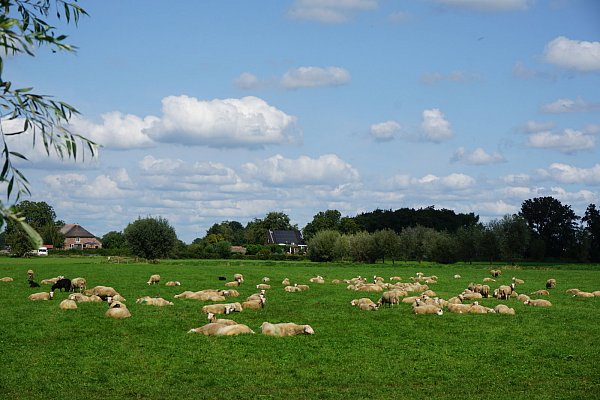 Landleben: Auf dem Bauernhof De Vreugdehoeve werden Schafe gezüchtet. - © Thomas Gerstner