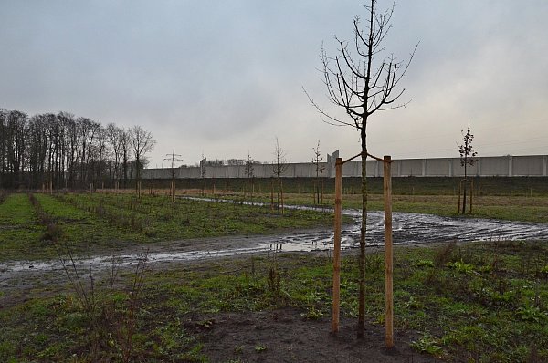 Aufforstung: Zwischen der Siedlung bei Niederwahrenbrock (hinter dem Rathaus) und der A 33 hat der Bauhof 180 Bäume angepflanzt. Dabei sollen resistente Sorten gefunden werden. - © Jonas Damme