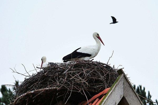 Auf dem Dach eines Wohnhauses haben die Störche ihr Nest. - © Ulrich Kramer