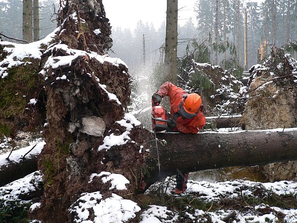 Gefährliche Aufräumarbeiten: Forstwirt Norbert Schillings trennt den Stamm einer Fichte vom Wurzelteller im Haarener Wald in Bad Wünnenberg. Diese Arbeit gezählt zu den gefährlichsten Arbeiten im Wald. - © Friedrich Bertmann