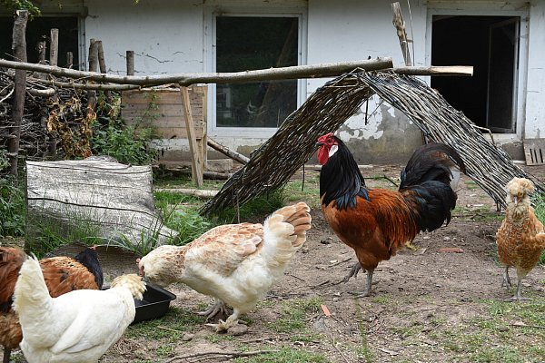 Zum Wohlfühlen: Der Unterstand bietet den Hühnern Schutz, auf den Sitzstangen können sie sich ausruhen. - © Svenja Ludwig