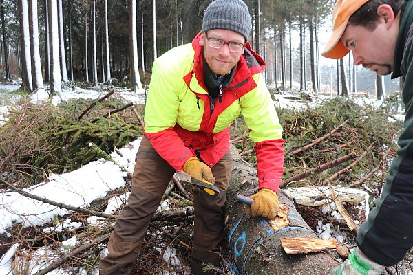 Forstreferendar André Schwermer schneidet Proben aus der Rinde. Darunter wimmeln Tausende Käfer und Larven. - © Sigrun Müller-Gerbes