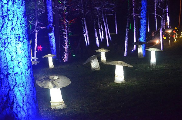 In Bad Lippspringe schießen massenhaft leuchtende Pilze aus der Erde. - © Dietmar Gröbing