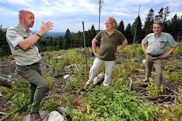 Die Stadtförster Thomas Busche (l.) und Herbert Linnemann (r.) erklären OB Pit Clausen die verschiedenen Methoden der Aufforstung. - © Barbara Franke