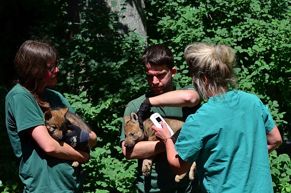 Untersuchung: Jedem sein Wolf ... gilt hier. - © Jörg Buschmann/Tierpark Olderdissen