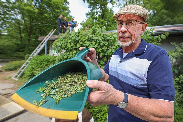 Landwirt Heiner Dingerdissen zeigt die Serum-Sprossen, die sein Dach ergrünen lassen sollen. - © Sarah Jonek
