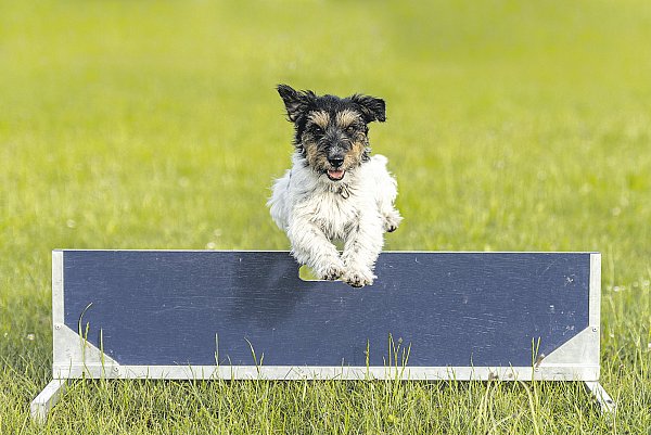 Ab auf den Platz: Training in kleinen Gruppen ist in der Hundeschule wieder erlaubt. - © iStockphoto