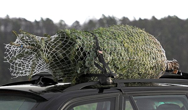 Auf dem Autodach muss der Baum mit Spanngurten gesichert werden. (Archivbild) - © dpa