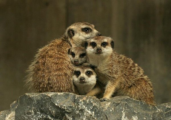 Erdmännchen und viele andere Tiere - insgesamt über 400 - warten im Tierpark Nadermann. - © Mareike Köstermeyer