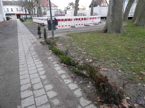 Die Heckenpflanzen am Inowroclaw-Platz zerstört. - © Stadtwerke Bad Oeynhausen