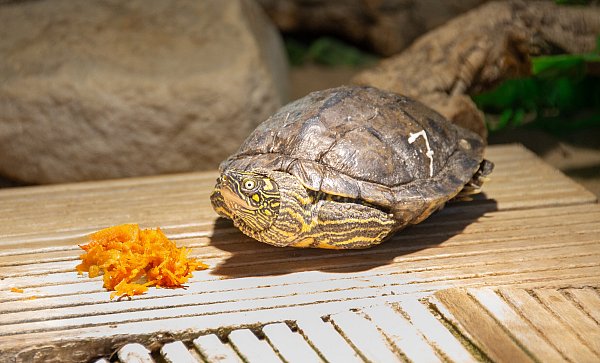 Diese Schildkröte aus dem Bad Oeynhausener Kinderherzzentrum heißt jetzt Samy. - © HDZ NRW