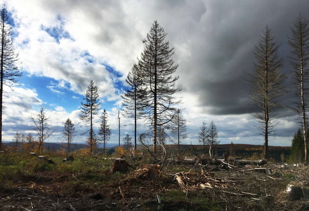 Naturschutzbund Viele Argumente für den Nationalpark Egge nw.de