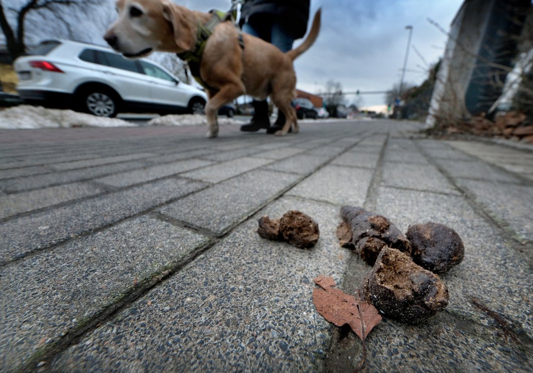 Au Kacke: Hundekot ist Ärgernis für viele Bürger im Kreis Höxter | nw.de