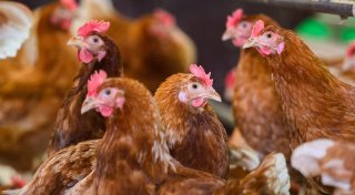 Tiermärkte in New York müssen schließen