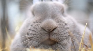 Gesund durchs Kaninchenleben: 3 Fragen zur Vorsorge