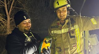 Aufwendige Tierrettung: Feuerwehr Büren holt Papagei mit Drehleiter vom Baum