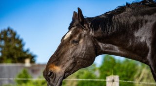 Pferd bricht im Kreis Gütersloh tot zusammen: Veterinäramt äußert sich nach Anzeige
